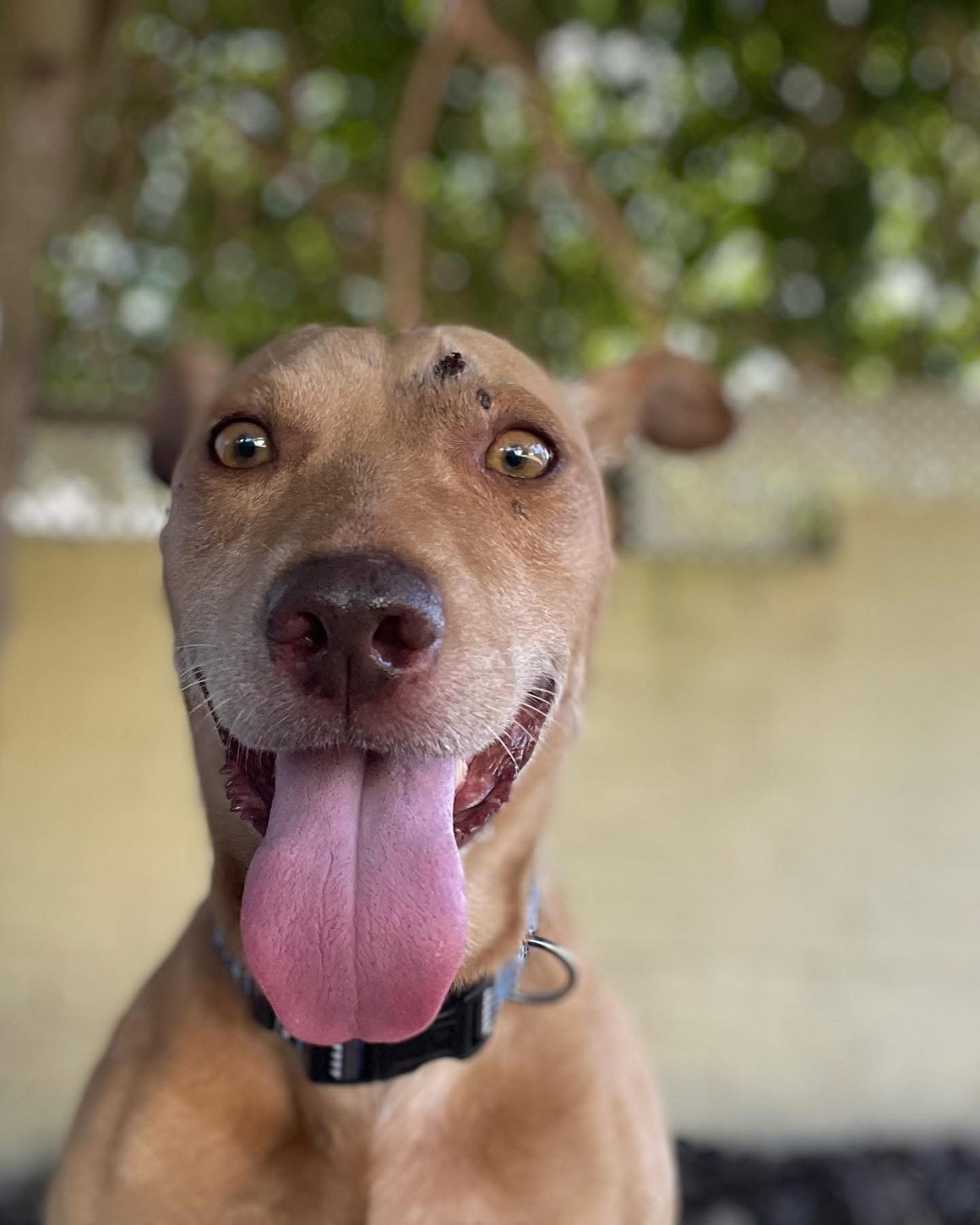 Rescue animal from Ocean Acres